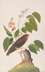 Broadbill Scuro, da Disegni di Uccelli di Malacca, c.1805-18